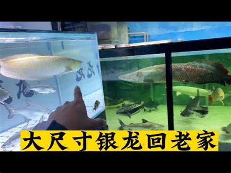 白子銀帶飼養|【銀帶怎麼養】銀帶飼育指南：拒絕活餌，從入門到精通